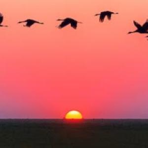 The Motivation Angel